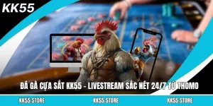 Đá Gà Cựa Sắt KK55 – Livestream Sắc Nét 24/7 Từ Thomo