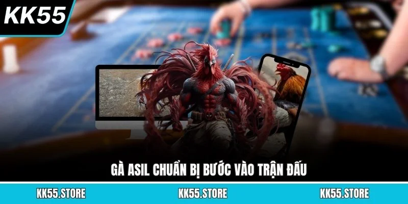 Gà Asil chuẩn bị bước vào trận đấu